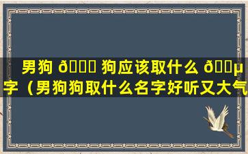 男狗 🍀 狗应该取什么 🌵 名字（男狗狗取什么名字好听又大气）